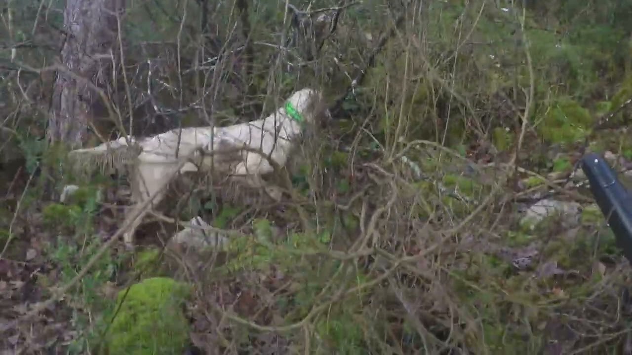 chasse a la bécasse dans les cevennes compilation   HD 1080p