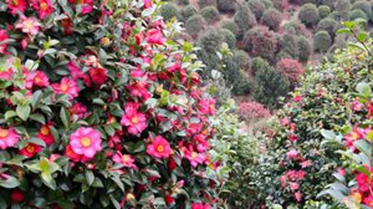 宁波市的市花，发扬光大 浙江省宁波市北仑区茅洋山望娘岗山茶花海，成为了这个冬天靓丽的风景，也成了赏花胜地。宁波市的市花，就是山茶花，但是长期以来缺乏市花的赏花基地。茅洋山望娘岗山茶花海，终于...
