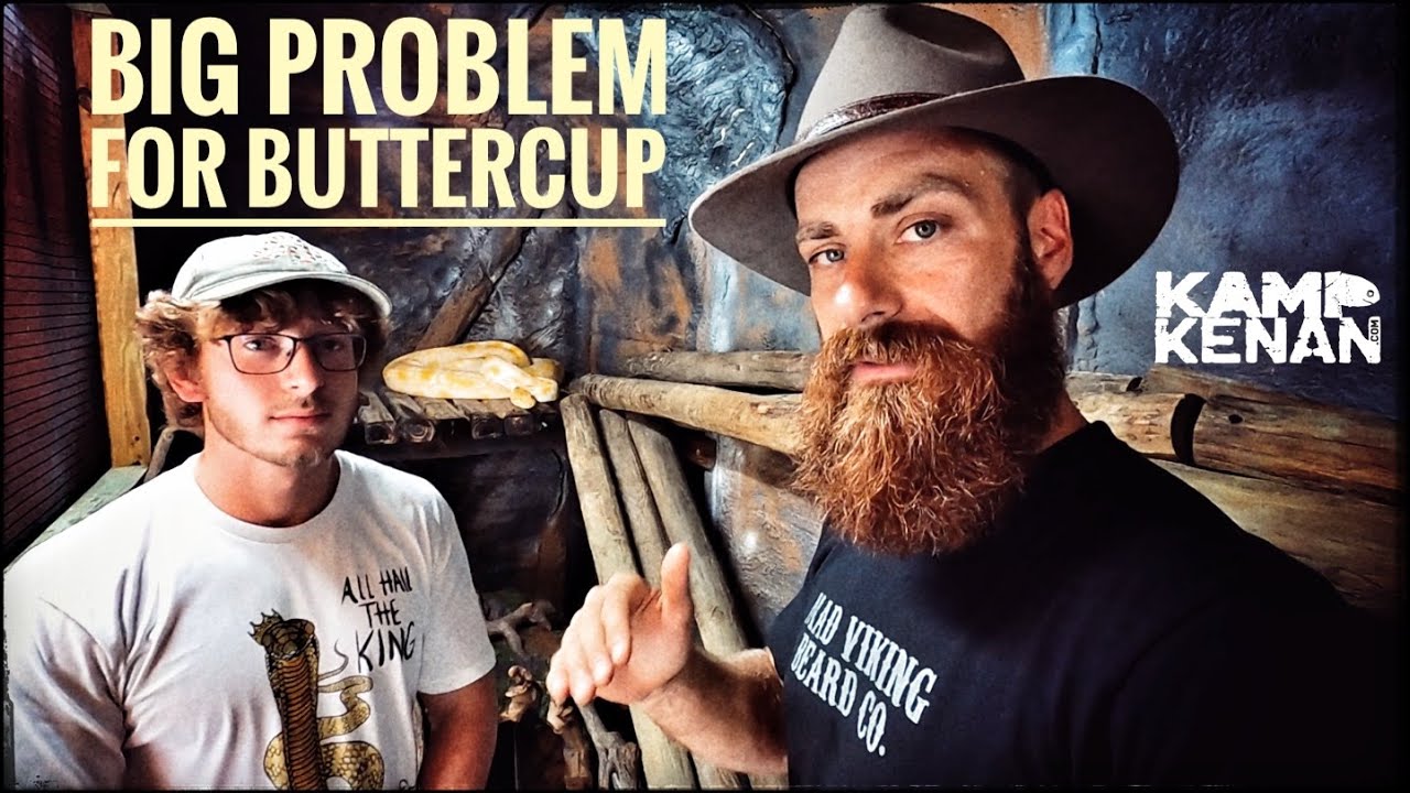 Will I have to Kill my Python Buttercup?