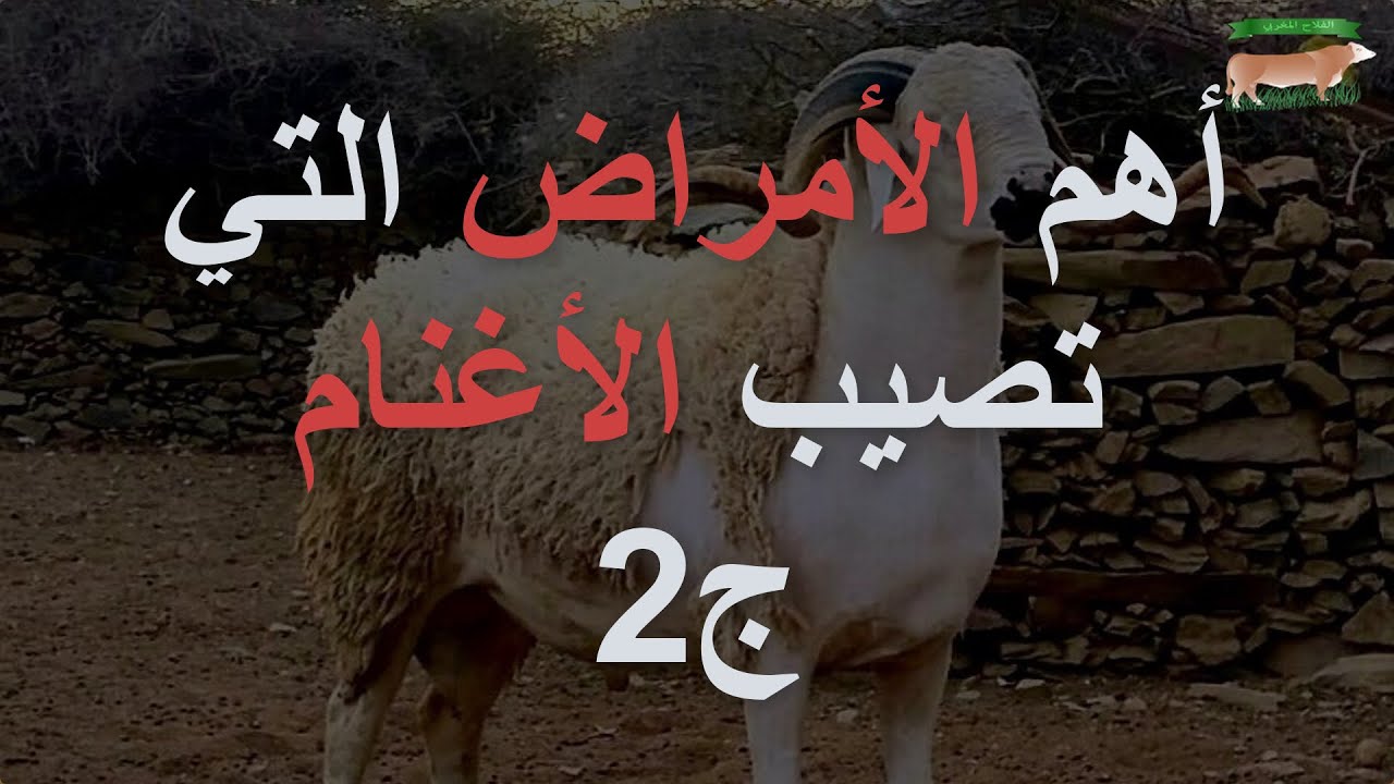 أهم الأمراض التي تصيب الأغنام | الجزء الثاني
