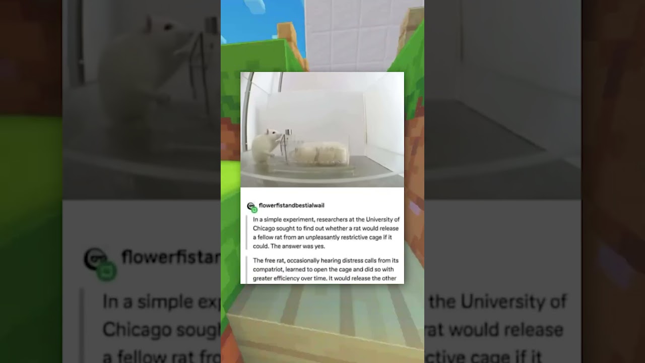 Эксперимент на крысах 🐀