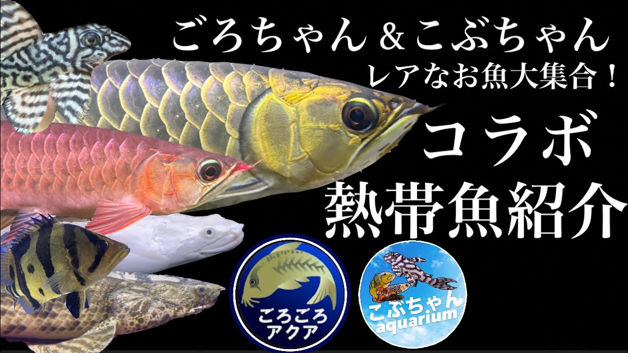ごろごろアクアさんコラボ！アロワナ、ポリプ、キクラ、ダトニオ、キンペコ…などなど一挙紹介！