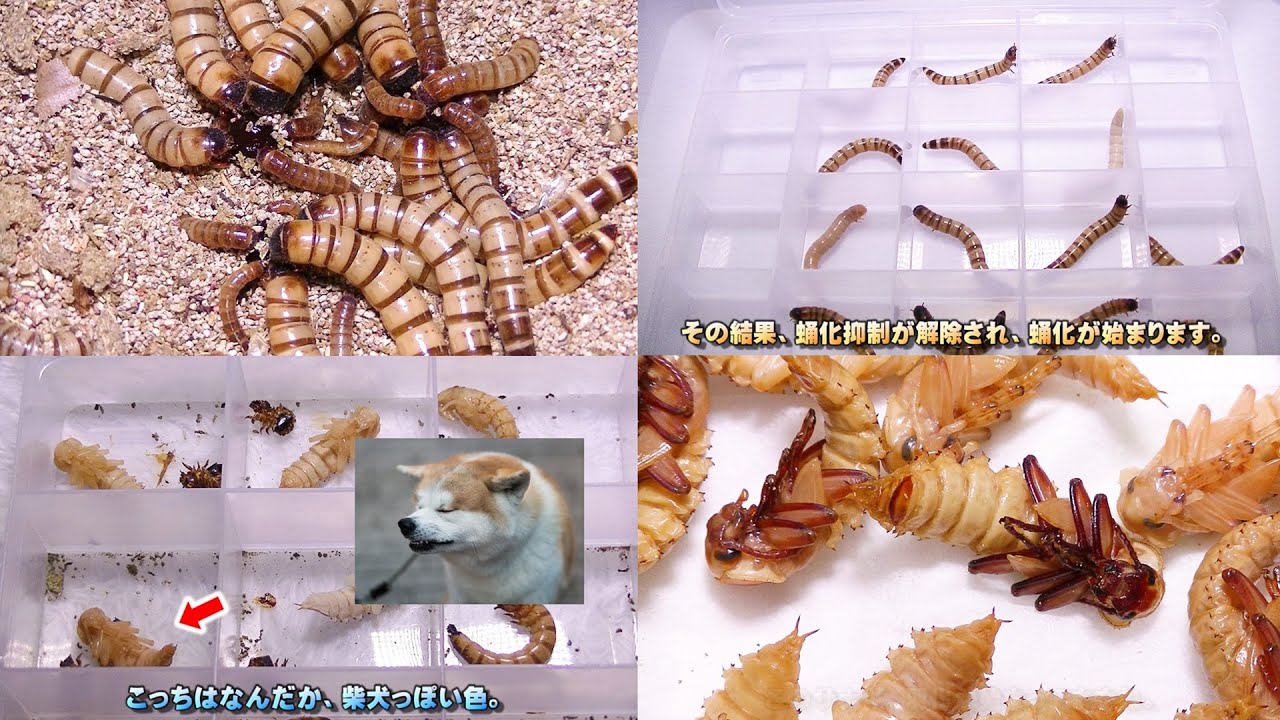 ミルワーム・マニアックス　～ミルワーム飼育上級者編02～　ジャイアントミルワーム蛹化手順の詳細説明を試みてみた