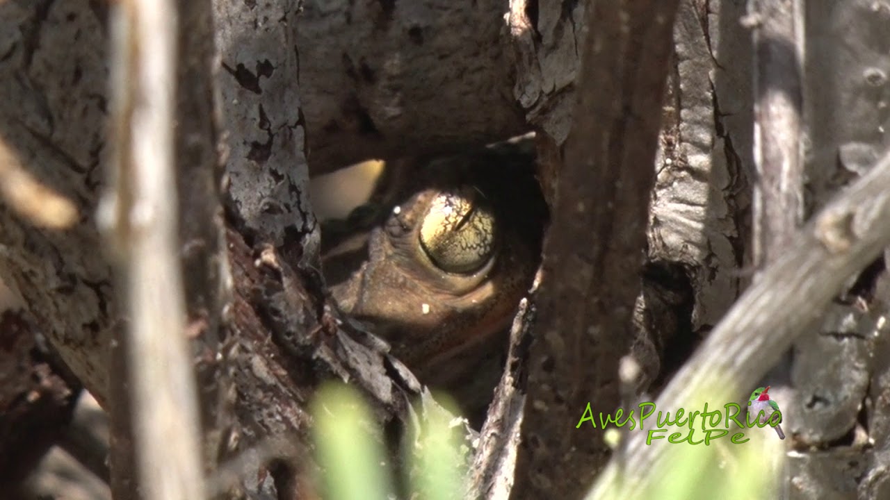 El SAPO CONCHO puertorriqueño (Peltophryne lemur, Puerto Rican Crested Toad) ENDEMICO de Puerto Rico