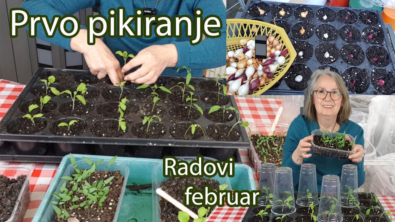 Prvo pikiranje sezone / radovi u februaru