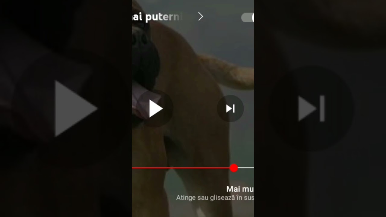 8 Rase De c&acirc;ini De Baza