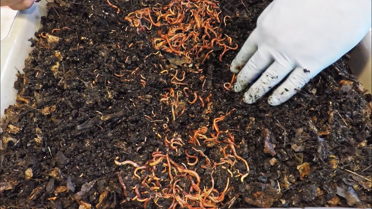 Densly populated worm bin's 1st feeding at 10 days of age - vermicomposting
