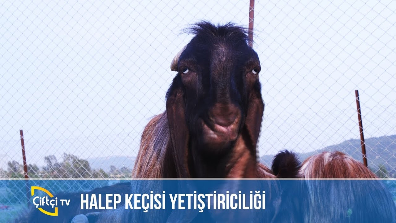Halep Keçisi Yetiştiriciliği -AKKOYUN KARAOĞLAK