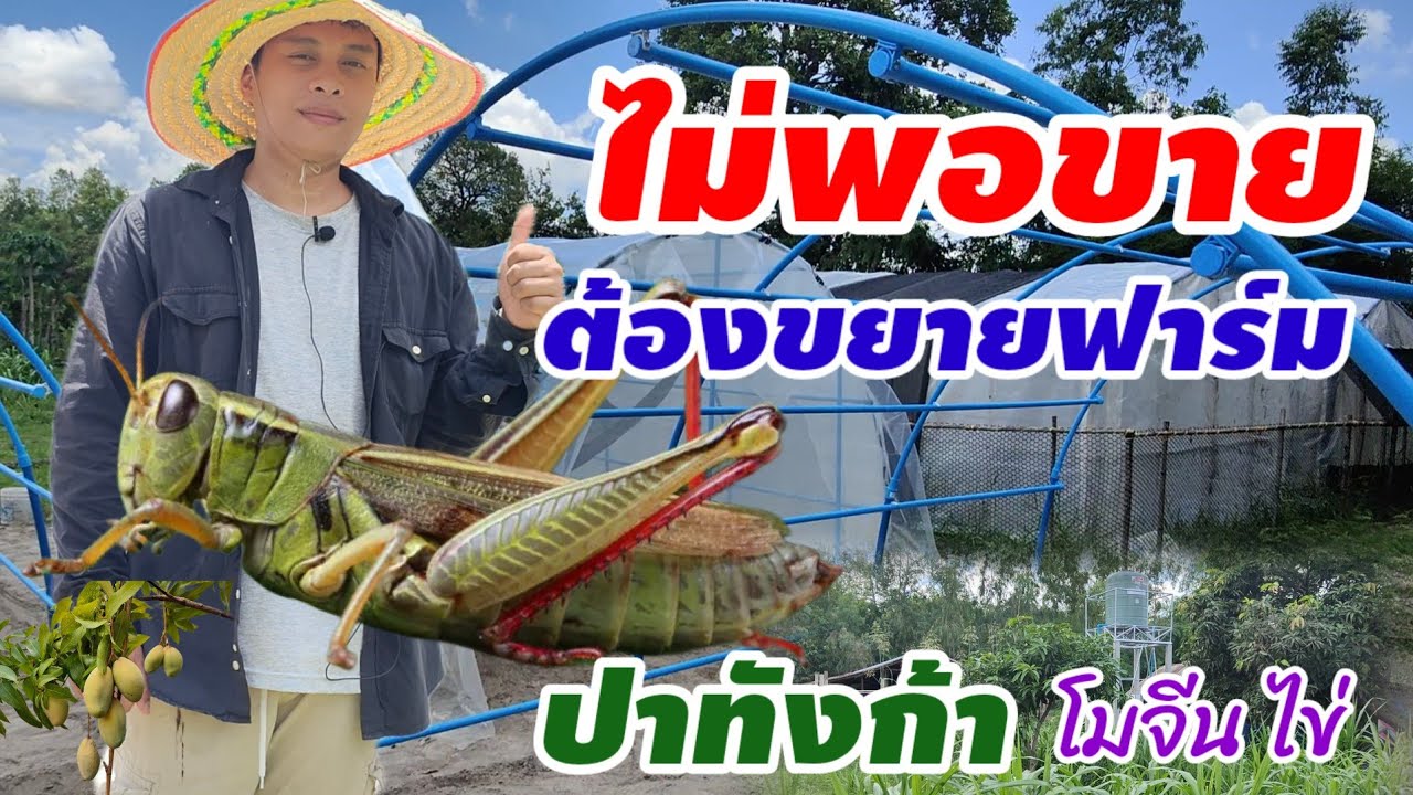 ไม่พอขาย  ต้องขยายโรงเรือน ตั๊กแตนปาทังก้าโมจีน เพิ่มเติม