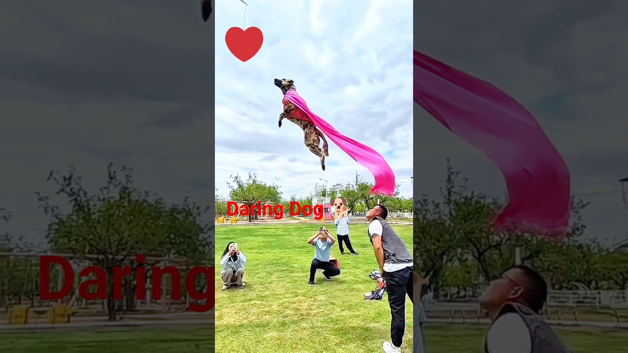 What a Brave Dog 🐕 ❤️| New Trending Short Video | #shorts #dog #doglove #dogs #bravedog