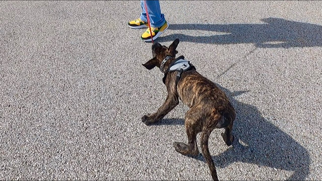 12 Wk Old Presa Canario Pup Yanks, Tugs On Leash During Training | Braxton