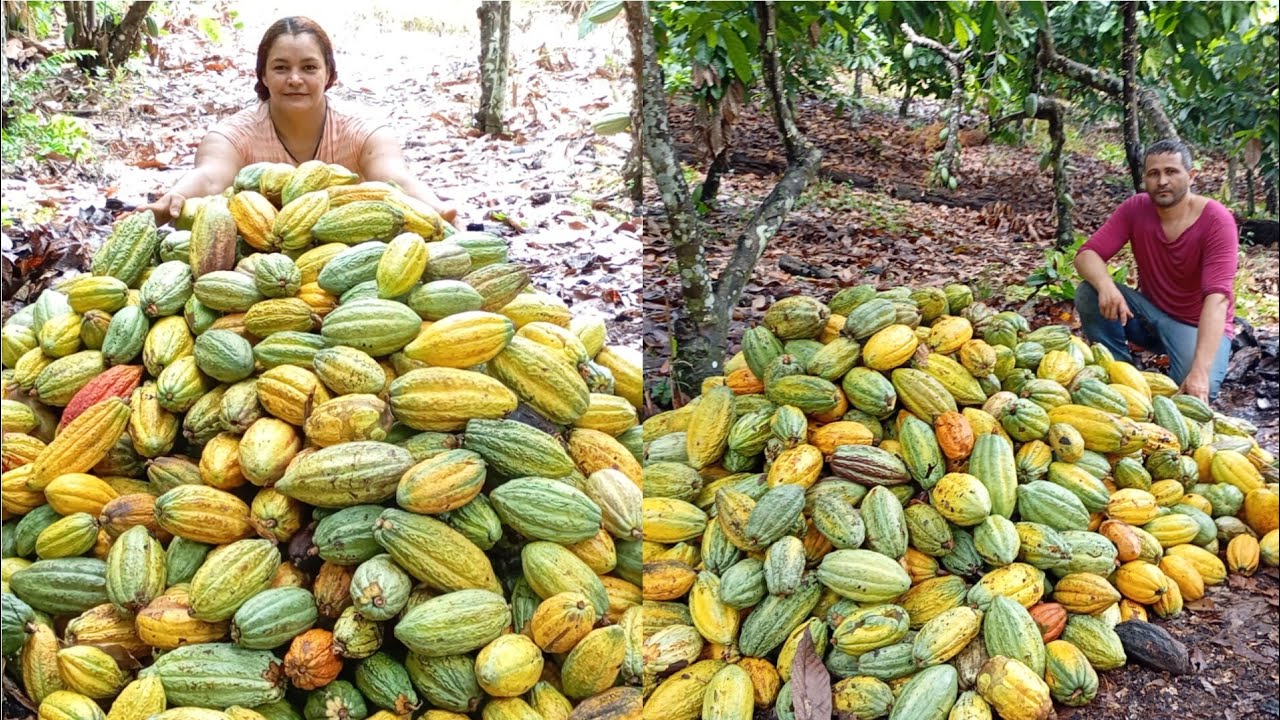 🌳🍫MAIS UMA COLHEITA DE CACAU NO NOSSO SÍTIO DEUS AMA FAZER MILAGRES 🙌✅🍀