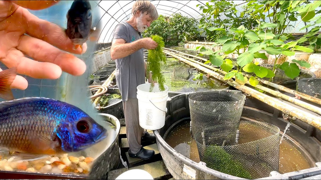 Setting up a 300-gallon cichlid breeding vat ••• Copadichromis borleyi ••• from Lake Malawi