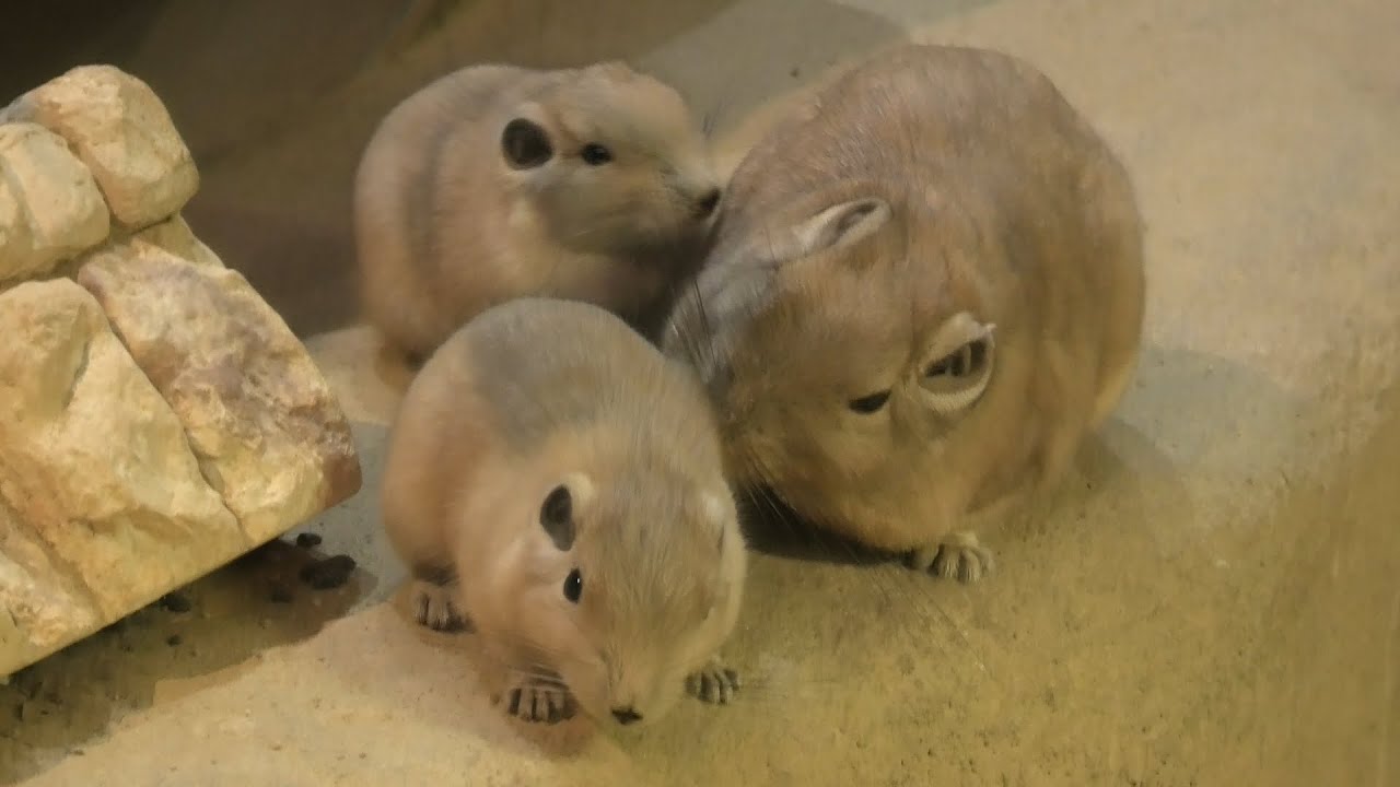 グンディ (埼玉県こども動物自然公園) 2020年9月15日