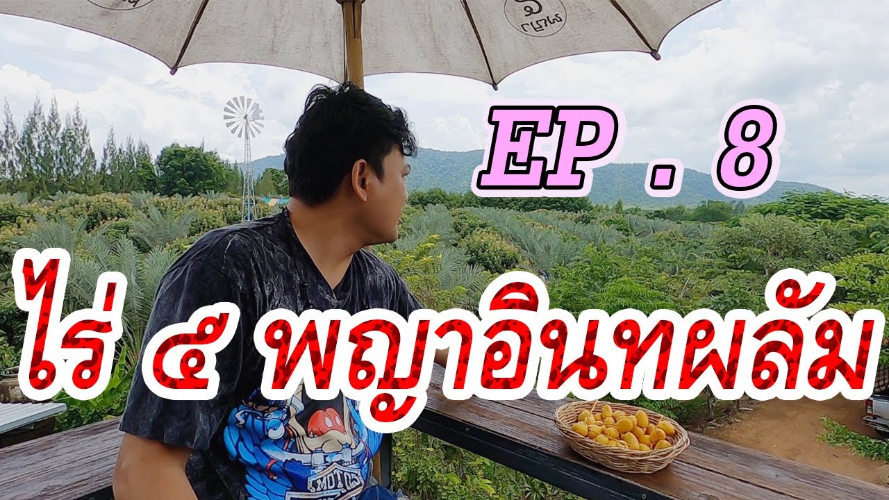 บ้านทุ่งตะลอนเที่ยว EP . 8 l ไร่ ๕ พญาอินทผลัม กินอินทผลัมสดๆจากต้น