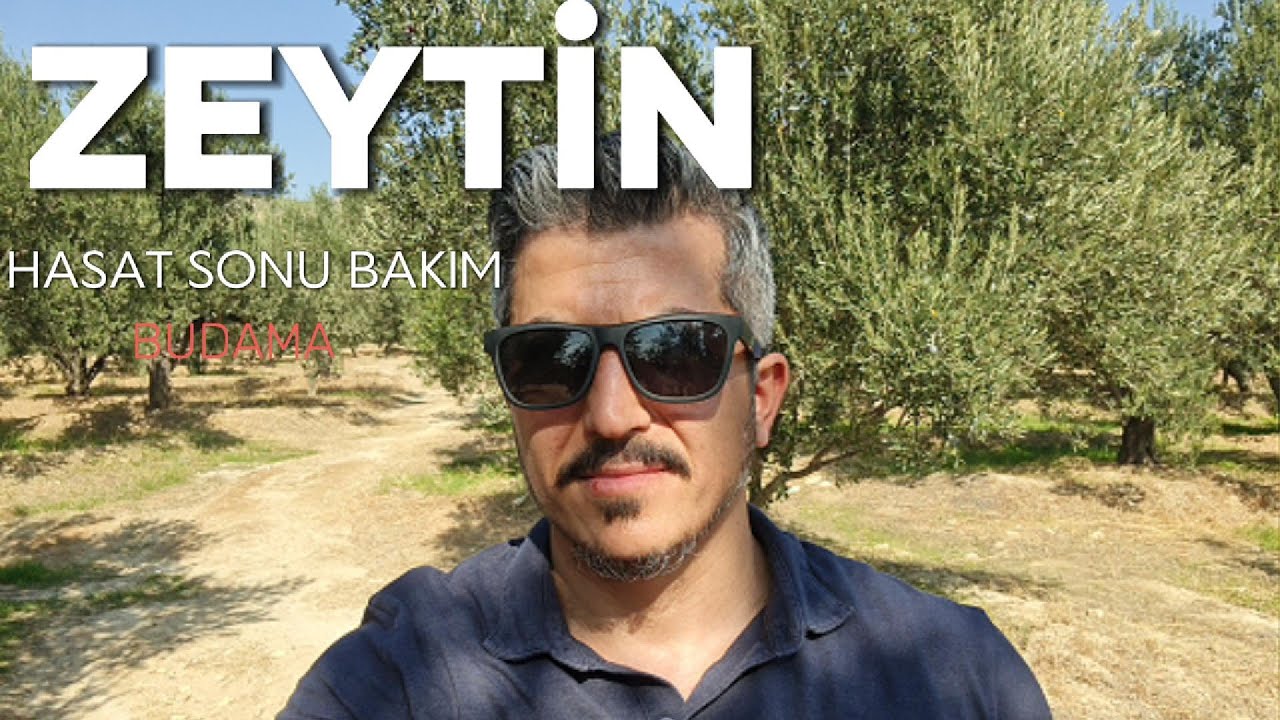 2025 ZEYTİN HASAT SONU BAKIMI VE ZEYTİN PİYASASININ SON DURUMU