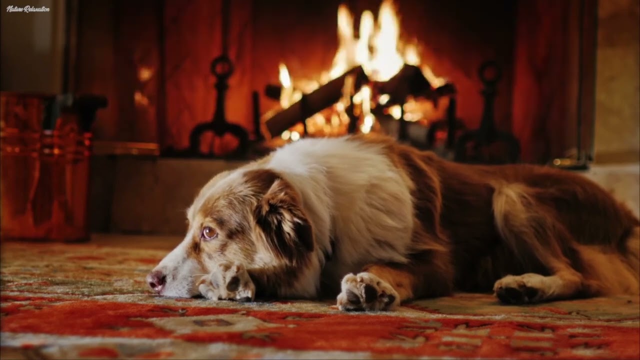Outlander Music & Cozy Fireplace Sounds | Relax & Sleep in a Warm Room