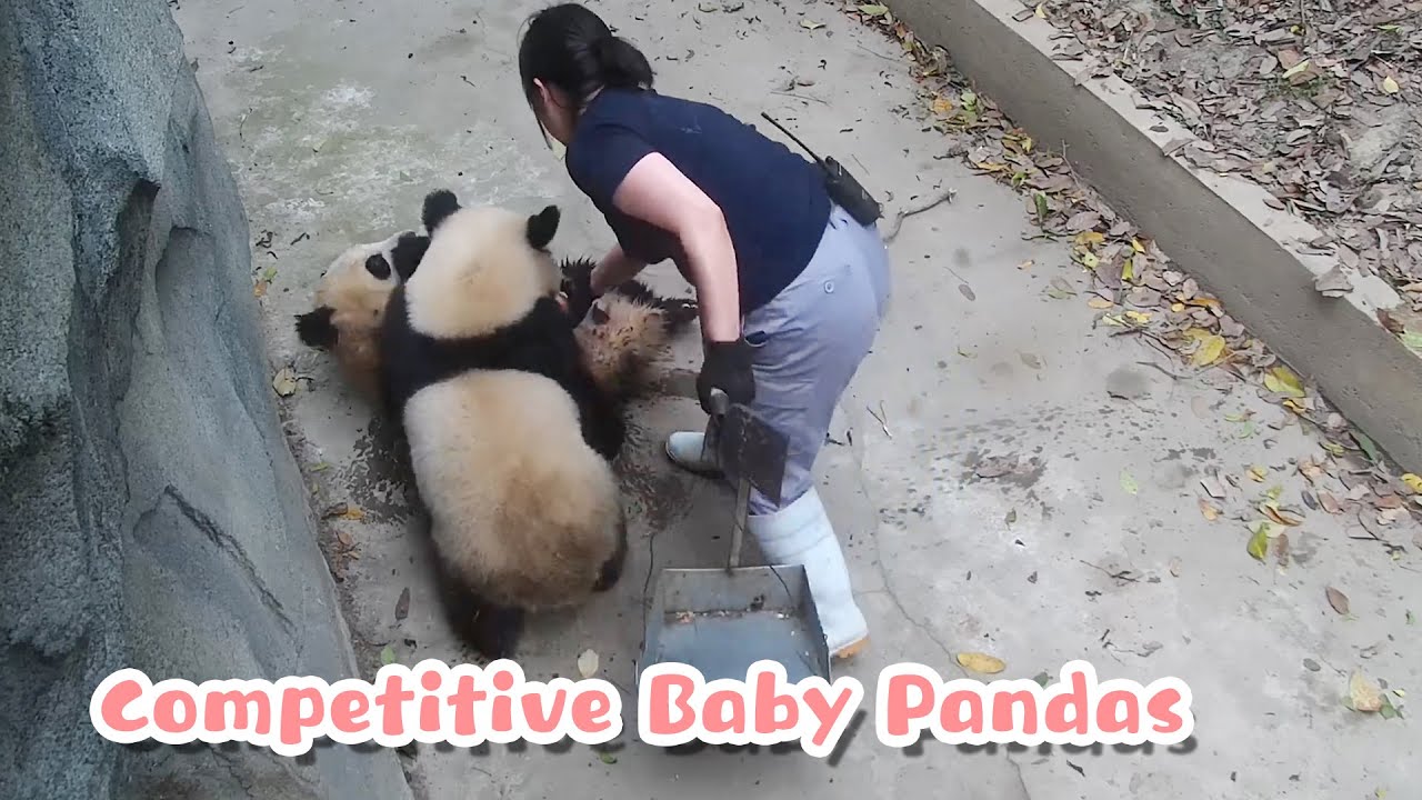 Baby Pandas Competing For Nanny's Attention | iPanda