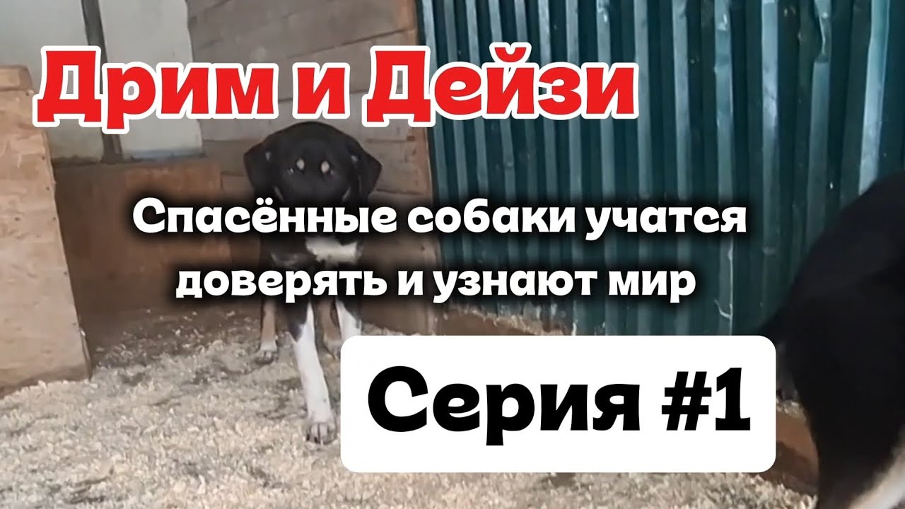 Сериал - Обучение собак В ПРИЮТЕ, история ДРИМ и ДЕЙЗИ,  пошаговые разборы
