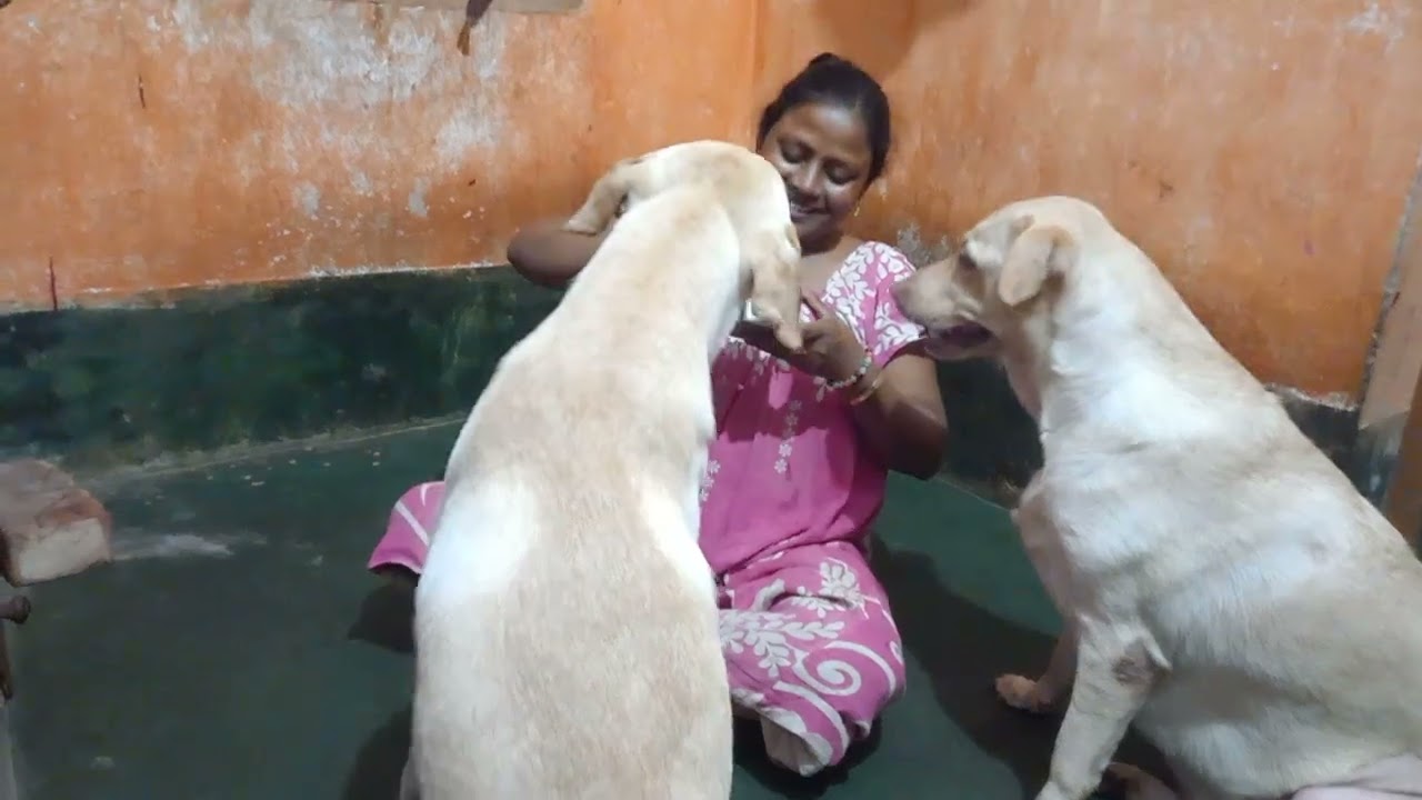 মিমি আর গুগলু মায়ের কথা শুনছে খাবার জন্য