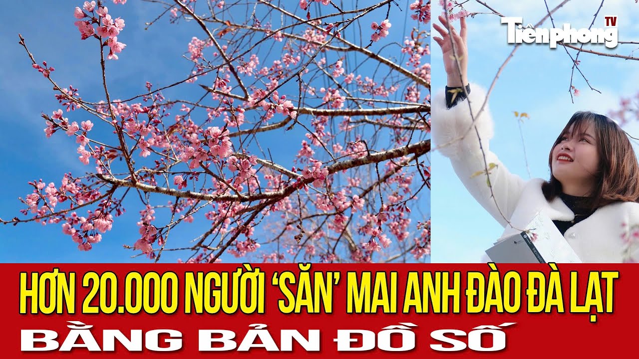 Hơn 20.000 người “săn” mai anh đào Đà Lạt bằng bản đồ số