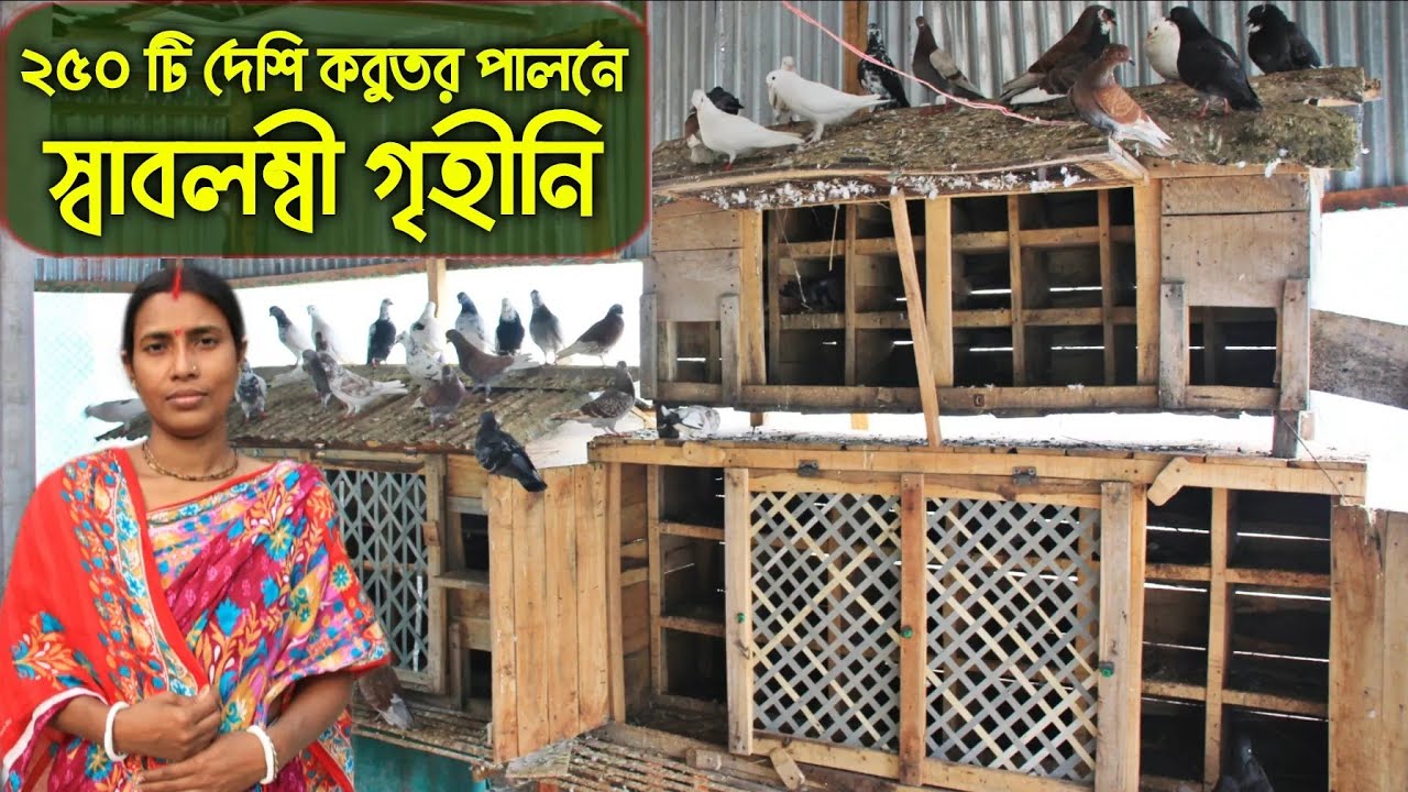 #30 নারী উদ্যোক্তা পরিত্যক্ত ছাদে আবদ্ধ অবস্থায় দেশি কবুতর পালন করে স্বাবলম্বী হচ্ছেন ।কবুতরের খামার