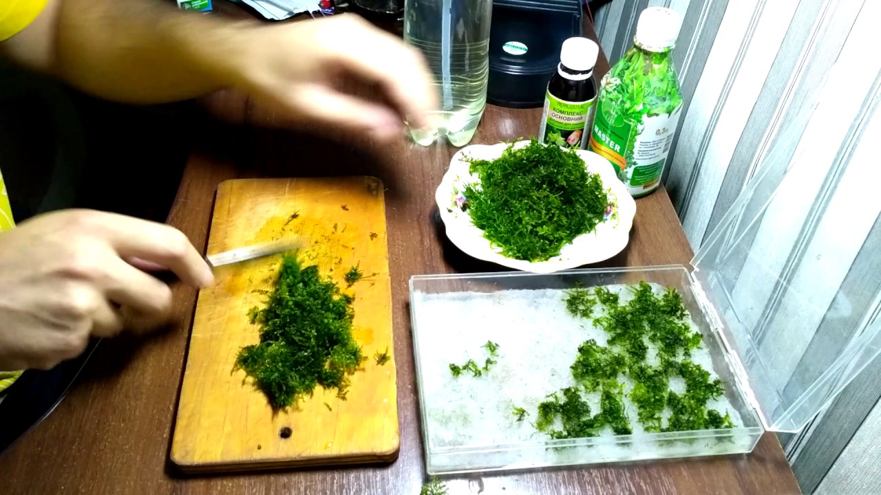 Как высаживать яванский мох  Java Moss / How to plant java moss Java Moss