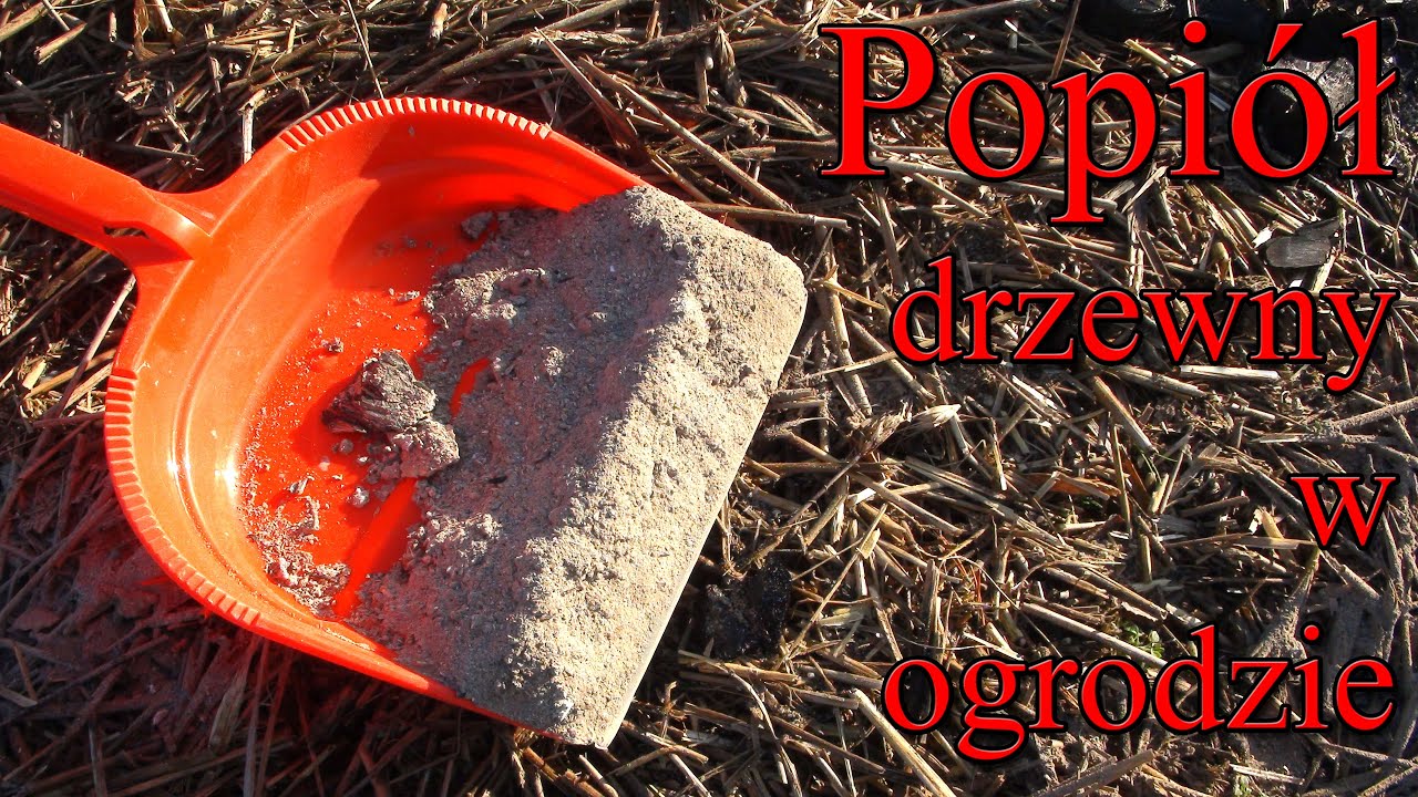 Popiół drzewny w ogrodzie