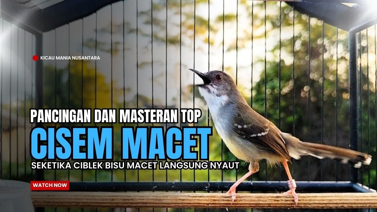 suara burung CIBLEK GACOR NGEBREN Pancingan Ciblek Semi bahan jadikan ciblek kristal gacor Tarung