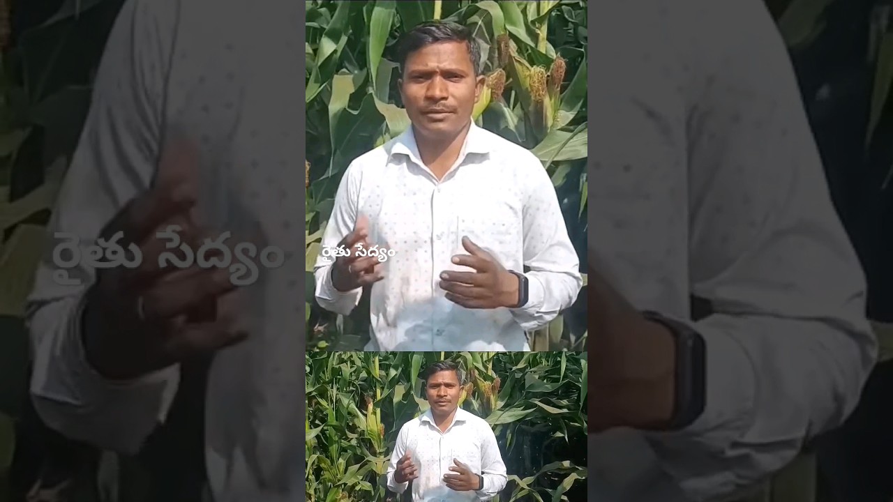 Maize management | రైతు సేద్యం | Rythu Sedyam | #shorts #shortvideo