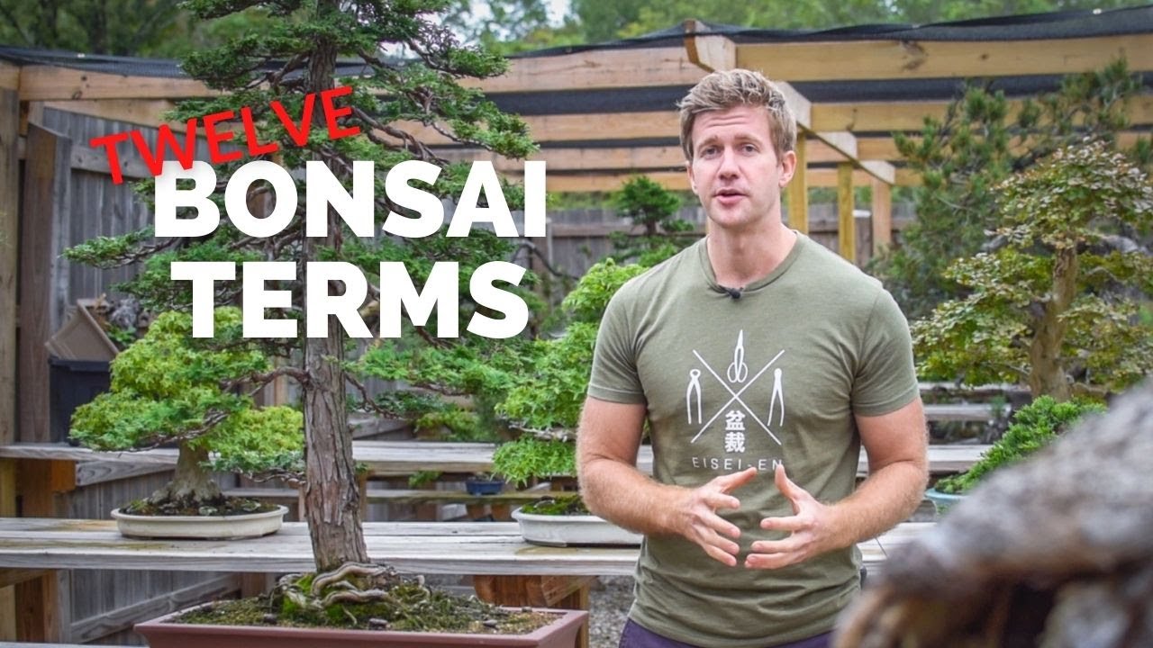 12 терминов для создания лучшего бонсай | Bonsai-U