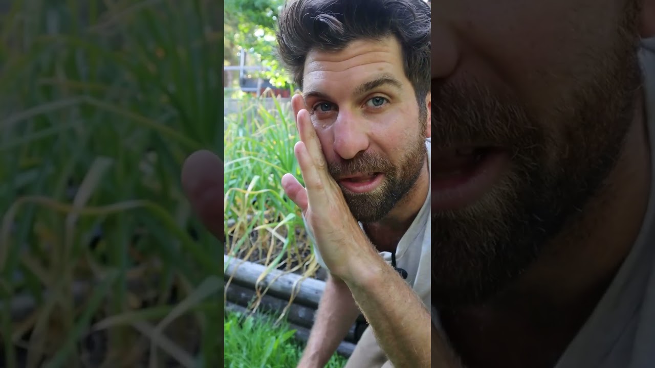 🧄 Harvesting vs Not Harvesting Garlic Scapes - Experiment Results!
