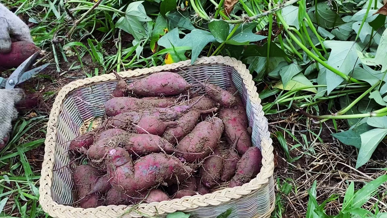 Harvesting my purple sweet potato at 100 Days After Planting (Ubi Manis) Ipomoea batatas Episode 5