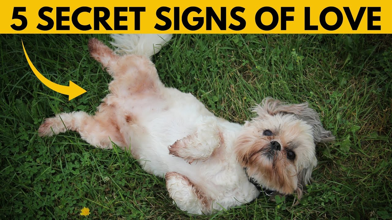 5 Things Your Shih Tzu Does That Secretly Mean “I Love You”