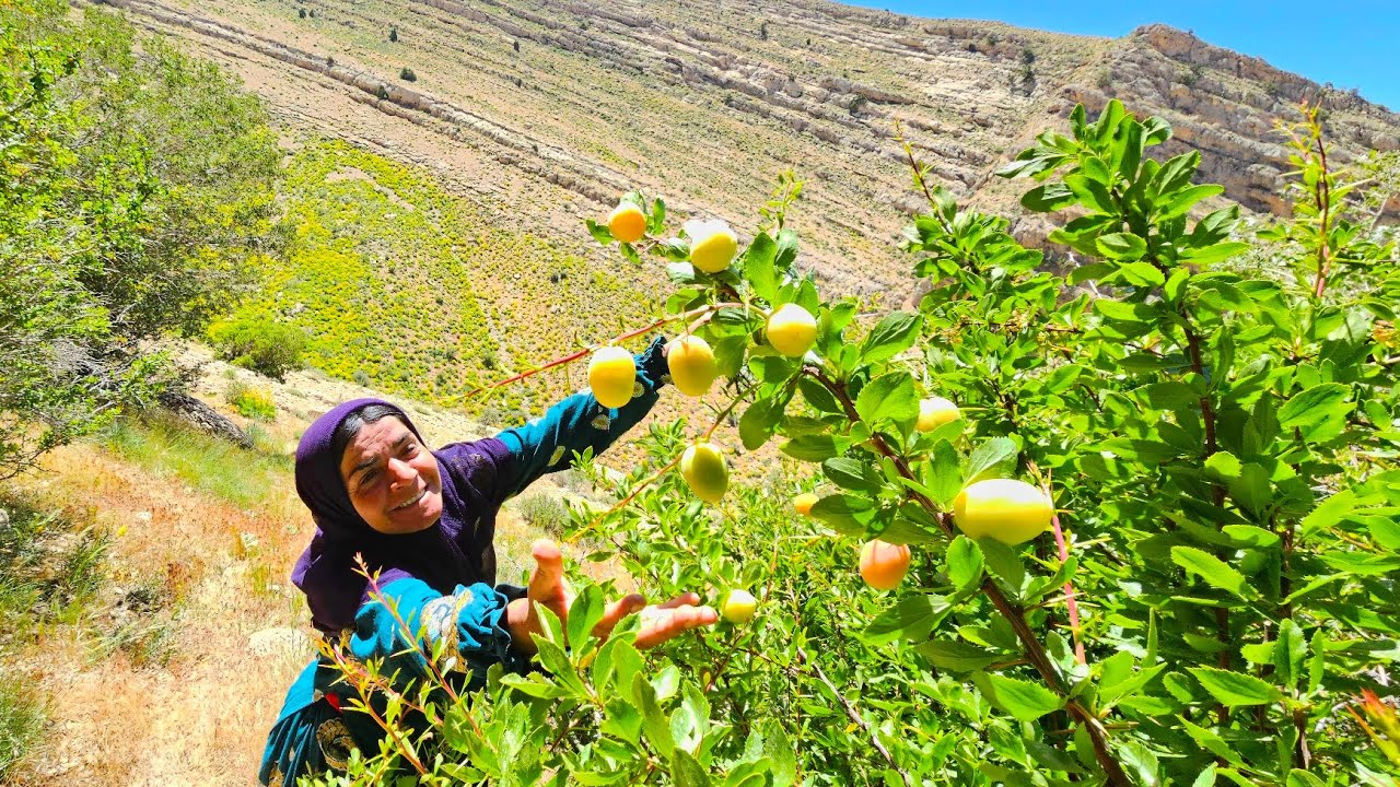 🏔Harvesting rhubarb, herbal medicines, and mountain fruits in the wild Zagros Mountains🍈