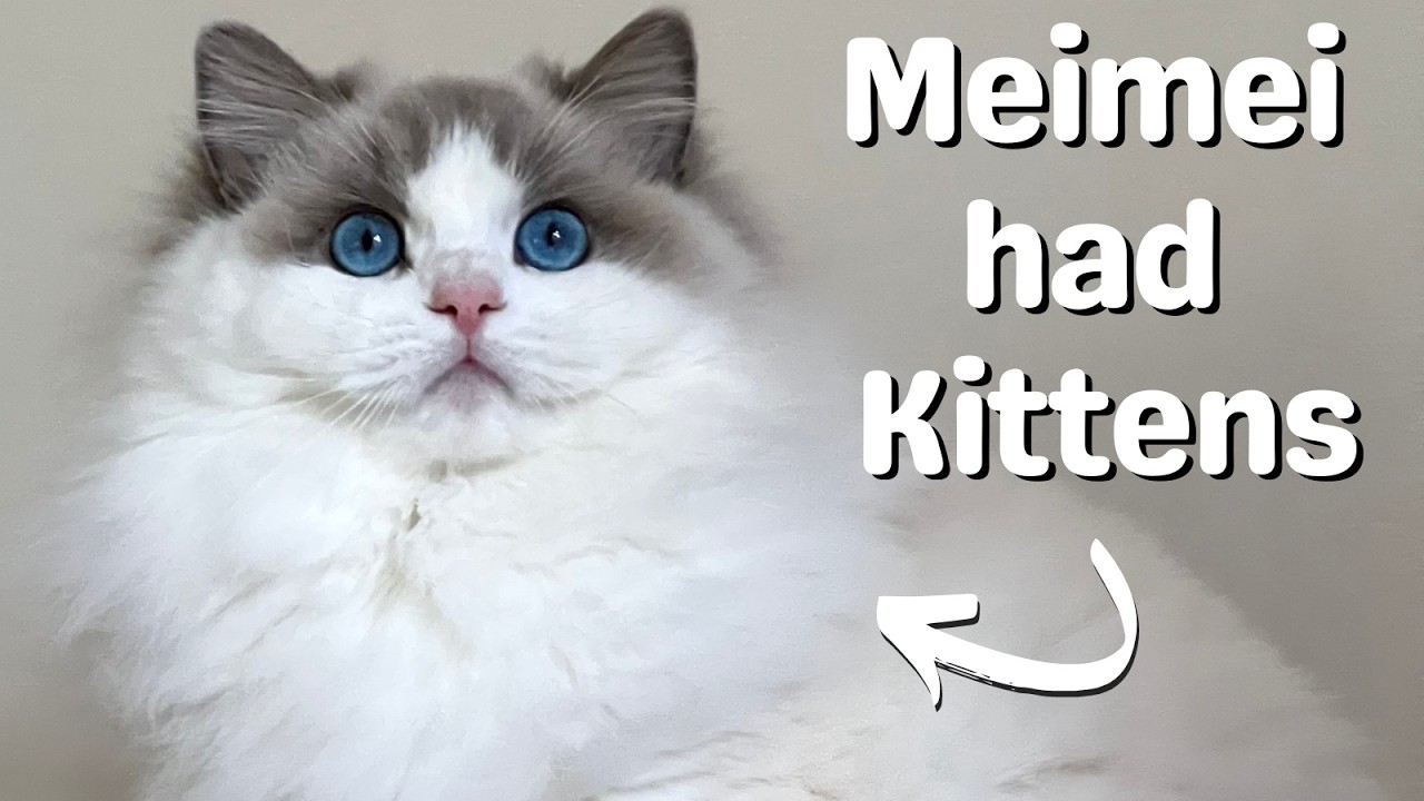Ragdoll Cat Gives Birth to Ragdoll Kittens 🐱 So Cute