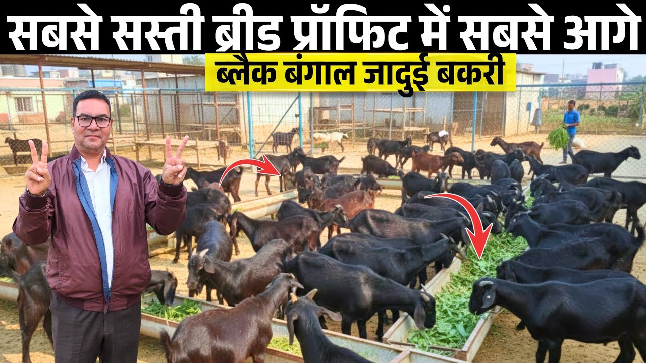 सस्ती Breed और इतना ज्यादा Profit 🔥💯  Black Bengal Goat जादुई बकरी || Goat Farming In India 
