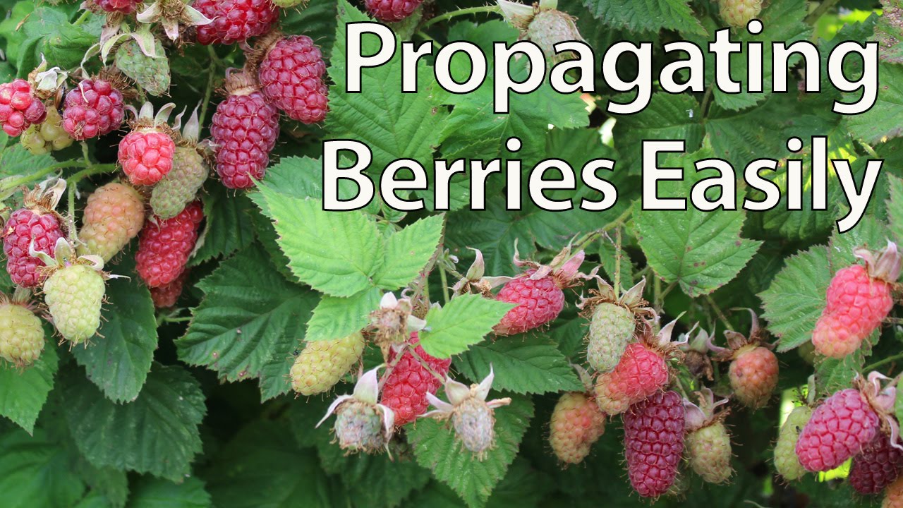 How To Propagate Blackberries Easily by Layering (and other berries)