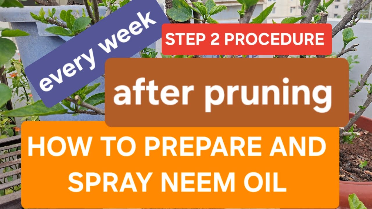 🟢 HOW TO PREPARE AND SPRAY NEEM OIL FOR HEAVY BLOOMING AFTER PRUNING....... 