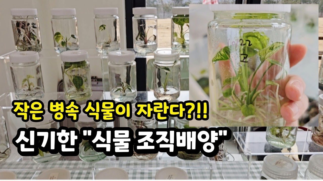 작은 병속 #희귀식물이 자란다?! #식물조직배양 재미난 이야기 들어 보실래요?