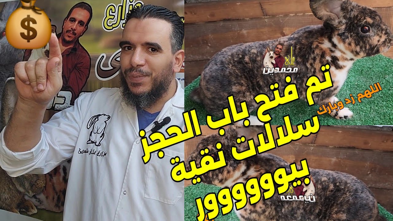 تم فتح باب الحجز سلالات ارانب بيور نقية الاولى في مصر مع مزارع علي محمدين⭐️💰💰💰💰⭐️⭐️⭐️⭐️⭐️❤️