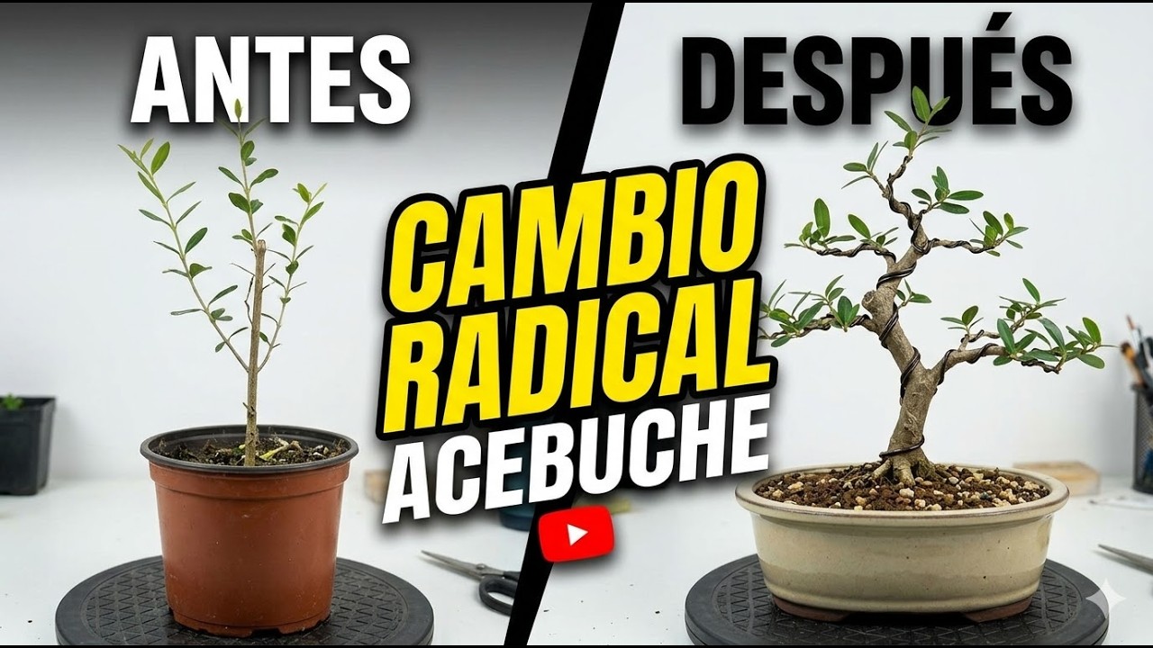 Lo que nadie te dice de trabajar Acebuches desde cero