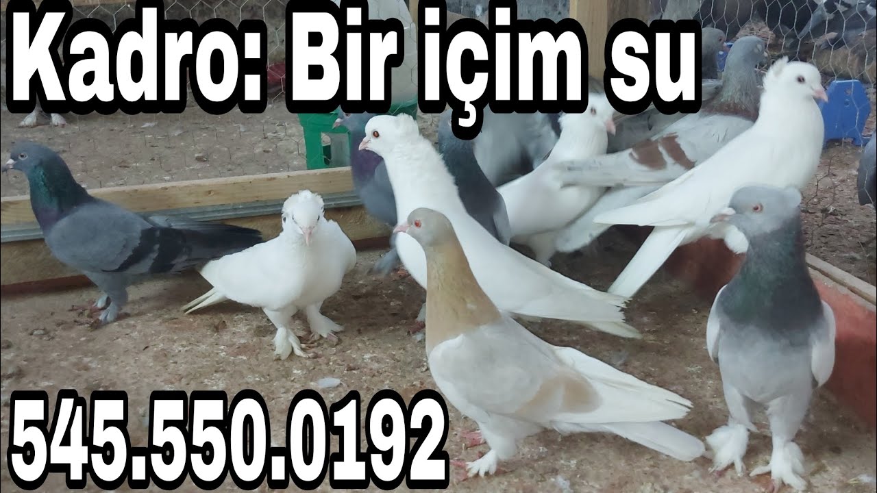 GİTTİLER. Bir i&ccedil;im su, oyun kuşu kadrosu. Arka tepe beyaz, &Ouml;ntepe beyaz, Limoni, Dumanlı,