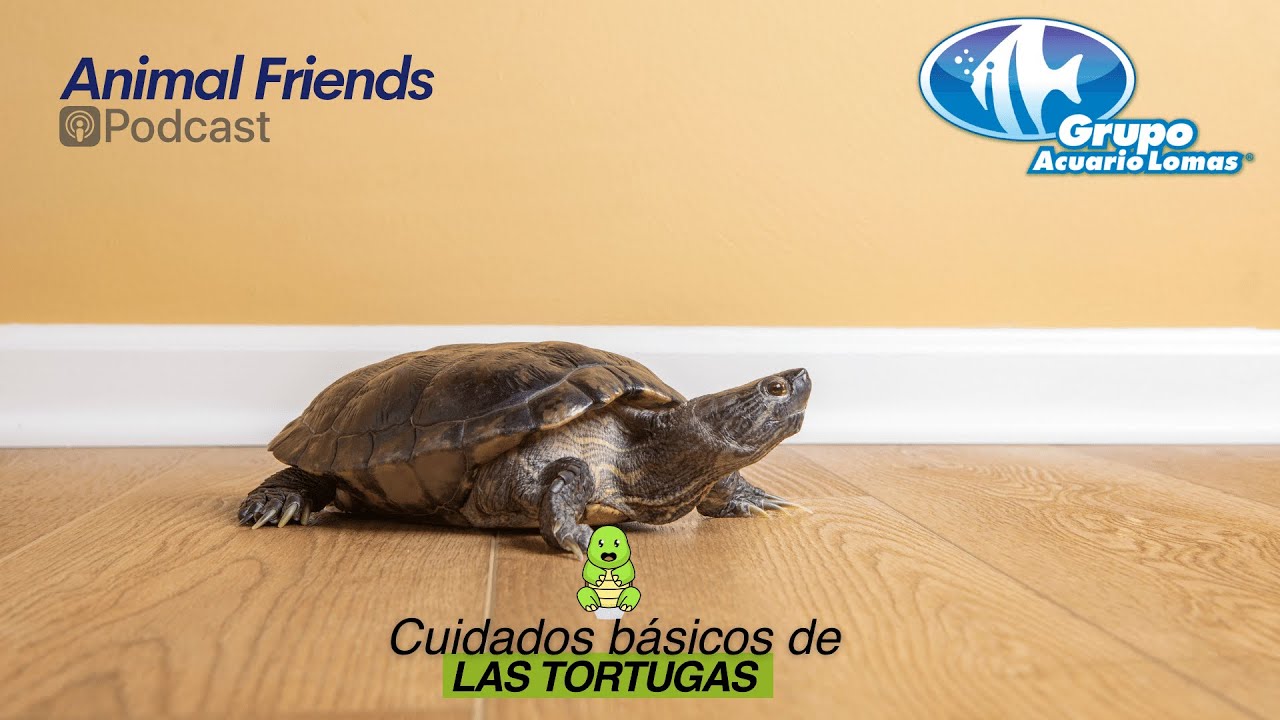 Animal Friends Podcast - 