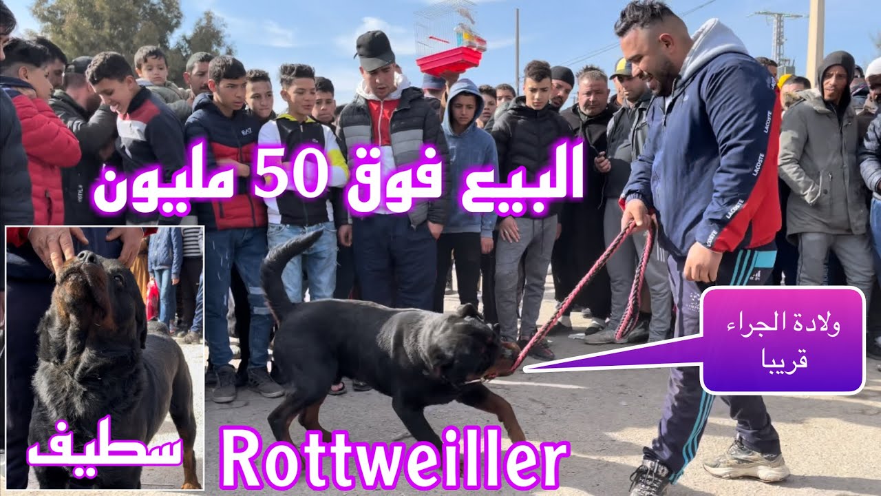 الكلب مايك وشقيقه يصنعان الحدث بسوق سطيف للكلاب / سوق سطيف للكلاب 2022