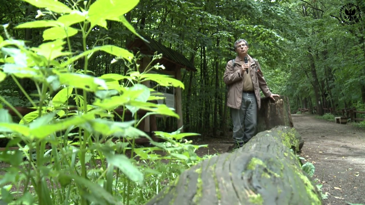 Las Bielański - sesja terenowa jubileuszowego zjazdu Polskiego Towarzystwa Botanicznego