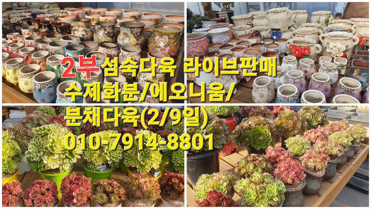 2부 섬숙다육 라이브판매!수제화분/에오니움/분채다육(2/9일)010-7914-8801