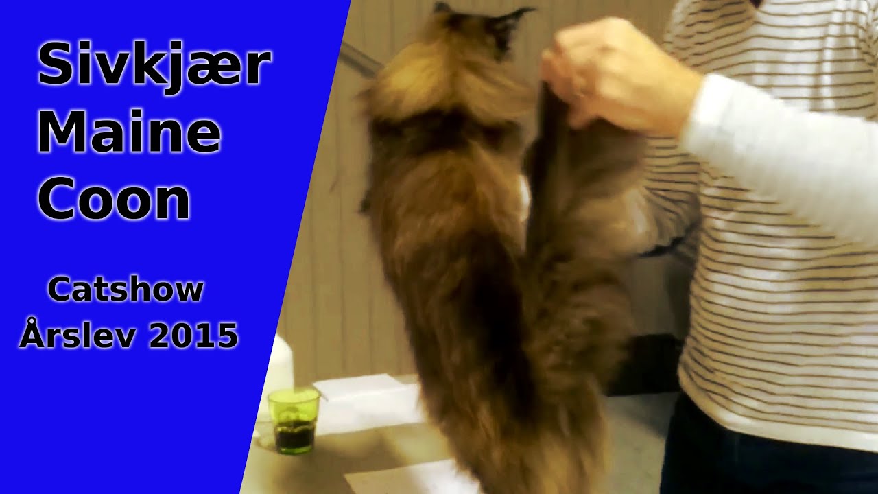 Our Maine Coons on show in Årslev Denmark