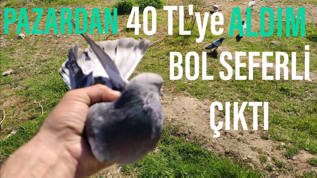 PAZARDAN 60 TL'YE İKİ GÜVERCİN ALDIM İKİSİDE SEFERİ ÇIKTI.BOZKİRLİ ÇOK DİRSEKLİ.