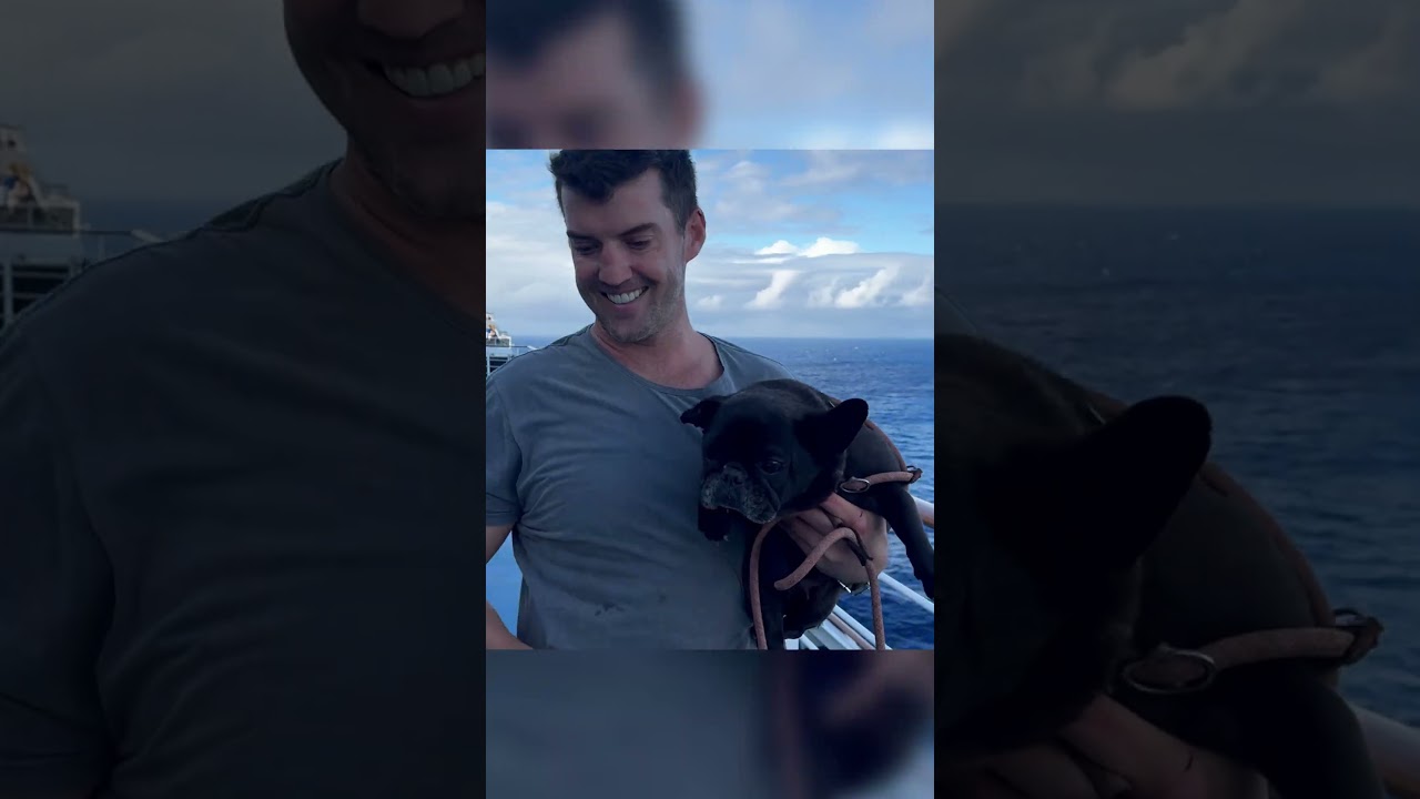 We were rescued by a cruise ship at storm  #sailingvlog #sailingbarkingcat #boating